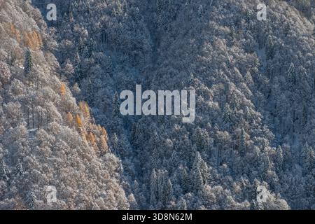 Snow-covered trees in the forest after the snowfall Stock Photo