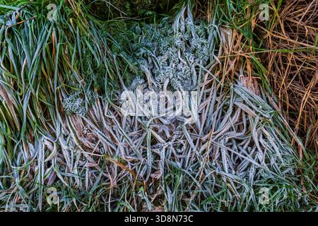 Ice crystals formed on grass in the Manifold Valley, Staffordshire Stock Photo