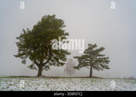 Foggy winter landscape with two pine trees and a thin layer of snow on an open field Stock Photo
