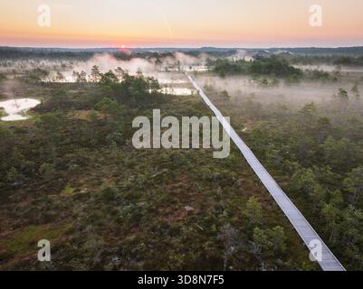 Wooden boardwalk winding through a peat bog wetland surrounded by pine ...
