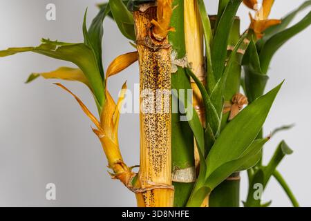 Lucky Bamboo plant with yellow leaves and stalk. Plant care, indoor  gardening, and growing houseplants concepts Stock Photo - Alamy