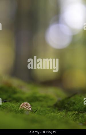 Small toadstool (Amanita muscaria) on moss with blurred background in dense forest, Melsungen, Hesse, Germany Stock Photo