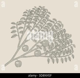 Apple on tree branch, vintage Engraving drawing style vector illustration Stock Vector