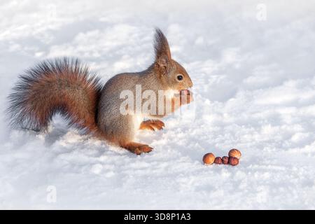 red squirrel eats nuts in the winter on the snow. Stock Photo