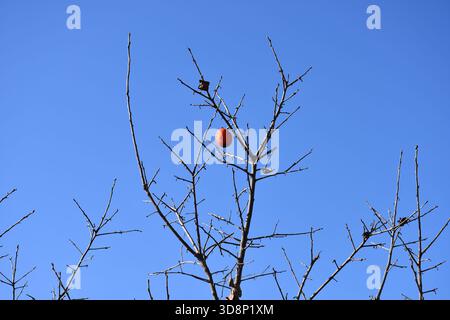The last fruit on the persimmon tree (left especially for the birds). Stock Photo