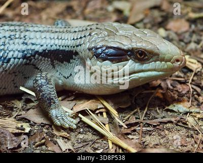 A closeup portrait of an enchanting curious Eastern Blue-tongued Lizard in captivating beauty. Stock Photo
