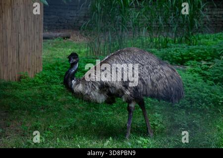 An emu standing in green grass inside a wildlife enclosure, showing its textured feathers, long neck, and bright orange eye. Stock Photo