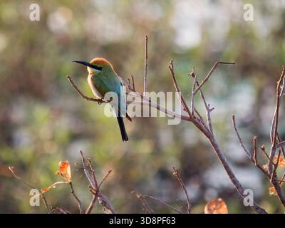 A rainbow bee-eater sitting on the branch of a tree with green plants in the background Stock Photo