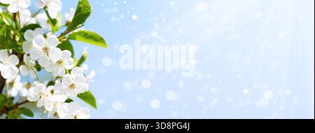 Cherry blossom branches with copy space for text, web banner. Spring time concept. Stock Photo