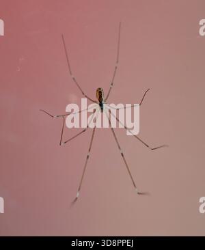 A closeup photo of a long legged house spider hanging on a web in the corner under a window sill Stock Photo