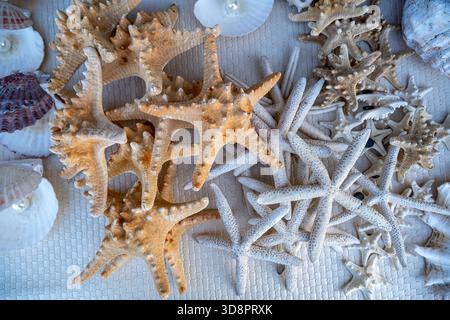 Doha, Qatar - December 01, 2025: Collage with sea star or starfish and pearls isolated on white, different angles Stock Photo
