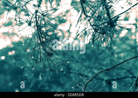 water drops on needles of evergreen tree in cold mood Stock Photo