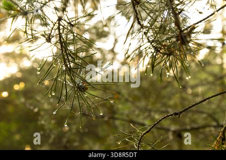 water drops on needles of evergreen tree Stock Photo