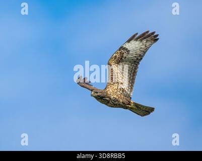 A common buzzard, Buteo buteo, a bird of prey flying at eye level in front of blue sky, Corfu, Greece Stock Photo