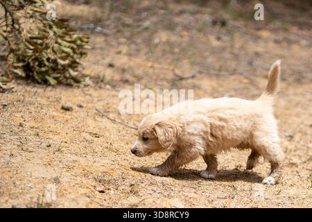 Bordoodle border collie poodle puppies playing in dam Stock Photo