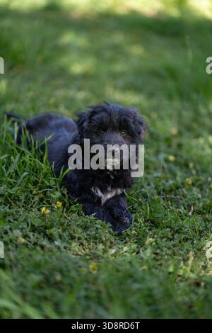 Bordoodle border collie poodle puppies playing black puppy Stock Photo