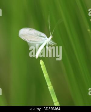Lacewing in flight. Stock Photo