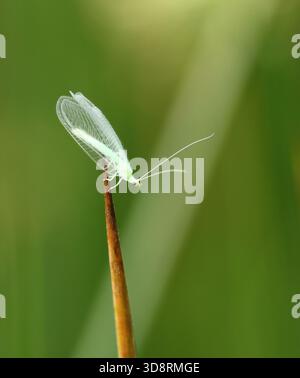Lacewing Stock Photo