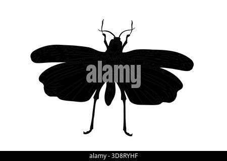 Black silhouette vector cricket with antennas and spread wings on white background. Insects contour illustration for natural history, biology Stock Vector