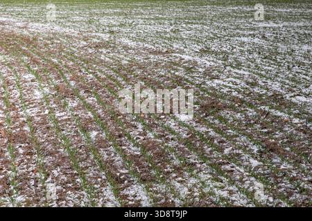 Tractor tire tracks on snowy agricultural field with young green winter sprouts growing in rows Stock Photo