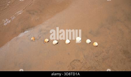 Seashells lying on wet sandy beach near gentle ocean waves under bright summer sunlight Stock Photo