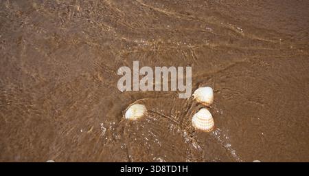 Seashells on wet sandy beach with gentle ocean wave shining under bright summer sunlight Stock Photo