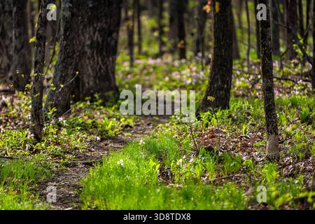 Pink color trillium wildflowers flowers field closeup of trail path and lush green grass Virginia Blue Ridge of Wintergreen Resort Stock Photo