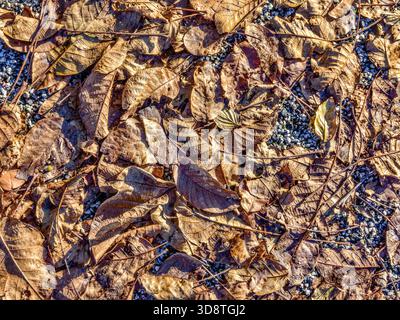Fallen Autumn leaves. Stock Photo