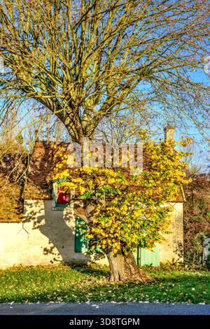 Large deciduous Lime tree (Tilia) with most leaves fallen in late Autumn - central France. Stock Photo