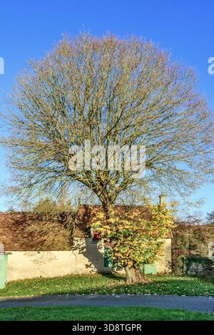 Large deciduous Lime tree (Tilia) with most leaves fallen in late Autumn - central France. Stock Photo