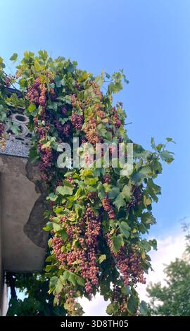 Ripe grape clusters hang from a lush grapevine on an old balcony , surrounded by vibrant green leaves and a bright blue sky, highlighting nature's bou Stock Photo
