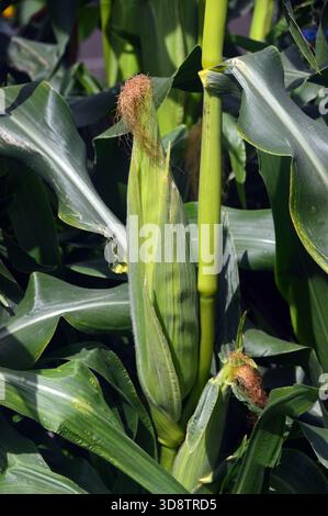 Sweetcorn (Maize) growing in the Kitchen Garden at RHS Garden Harlow Carr, Harrogate, Yorkshire, England, UK Stock Photo
