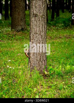 Curious Squirrel Peeks From Behind Tree Trunk In Sunny Forest With Green Grass In Victory Park On Poklonnaya Hill, Moscow, Russia, 10 August 2025 Stock Photo