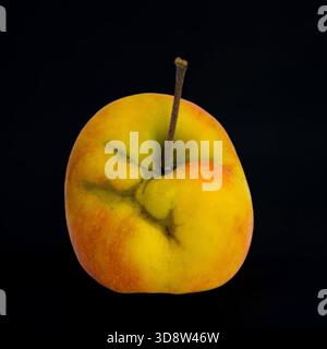 Single yellow and red apple with a stem on a solid black background, studio shot Stock Photo