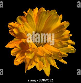 Close-up macro studio shot of a vibrant yellow and orange Chrysanthemum flower head isolated on a black background. The image details the layered ray Stock Photo