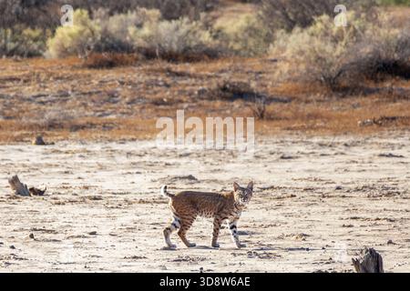 A bobcat hunts for breakfast near the Wild Horse Pass Casino, Phoenix, Arizona Stock Photo