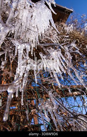 Frozen icicles hanging on branches sparkling in bright winter sunlight against blue sky Stock Photo