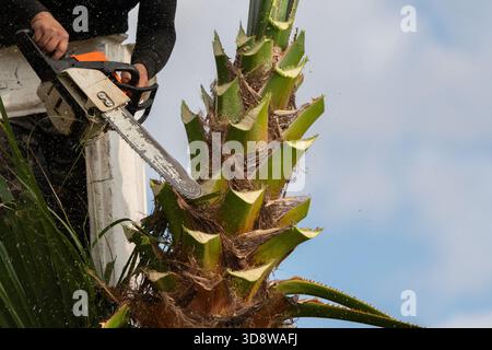 Worker pruning a palm tree with a tree saw Stock Photo