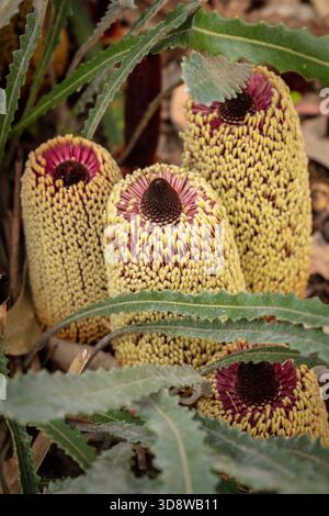 Flowers, leaves and distinctive stems of the Australian native Zig Zag ...