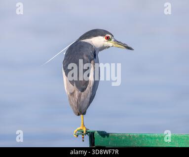 black-crowned night-heron (Nycticorax nycticorax), Nile River, Luxor, Egypt Stock Photo