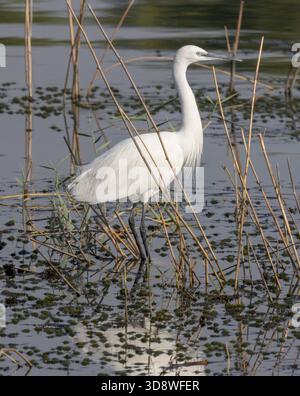 The great egret (Ardea alba), also known as the common egret, large egret, great white egret, or great white heron, Nile River, Luxor, Egypt Stock Photo