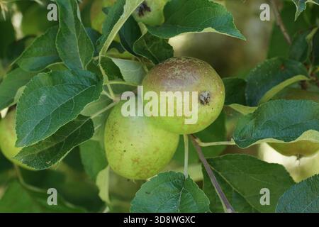 Malus 'Netted Russet' Stock Photo