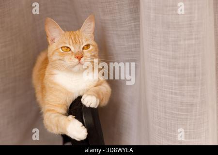 A serious portrait of a ginger cat with a white chest sitting on the back of a black chair. The cat looks directly into the frame, its pose and gaze f Stock Photo