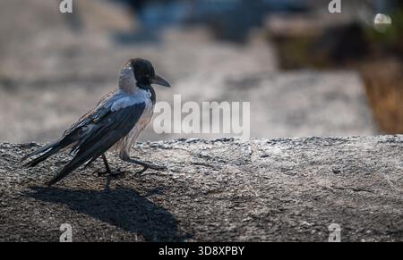 A small bird is standing on a rock. The bird is grey and black. The rock is grey and has a few cracks Stock Photo