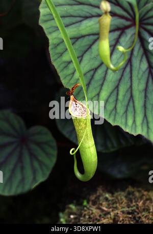 Hooker's Pitcher-plants,Tropical Pitcher Plants or Monkey Cups, a Carnivorous Pitcher Plant, Nepenthes x hookeriana, Nepenthaceae. Borneo, Malaysia. Stock Photo