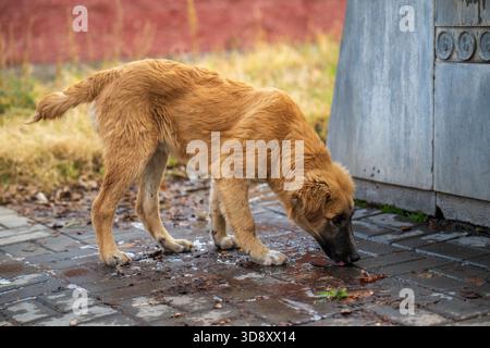 A brown dog is sniffing the ground. The dog is looking for something to eat. The ground is wet and muddy Stock Photo