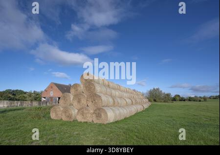 Stacked round straw bales of the agricultural cooperative in a meadow, in the back of the cowshed, Othenstorf, Mecklenburg-Western Pomerania, Germany Stock Photo