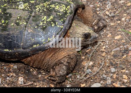 Vadnais Heights, Minnesota. John H. Allison Forest. Closeup of a female Common Snapping Turtle, Chelydra serpentina resting on the ground. Stock Photo