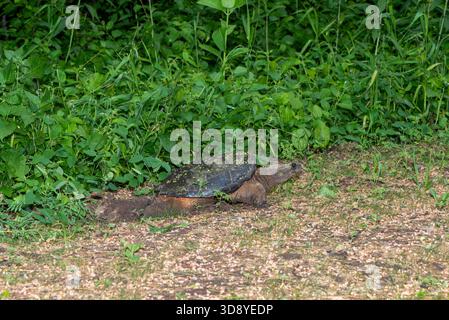 Vadnais Heights, Minnesota. John H. Allison Forest. A female Common Snapping Turtle, Chelydra serpentina  digging a hole in the ground to lay her eggs Stock Photo