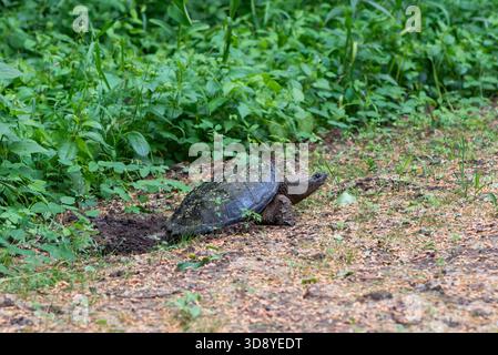 Vadnais Heights, Minnesota. John H. Allison Forest. A female Common Snapping Turtle, Chelydra serpentina digging a hole in the ground to lay her eggs. Stock Photo